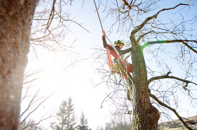 Arborist Service