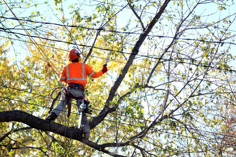 Arborist Service