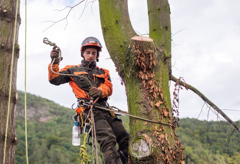 Arborist Service detail