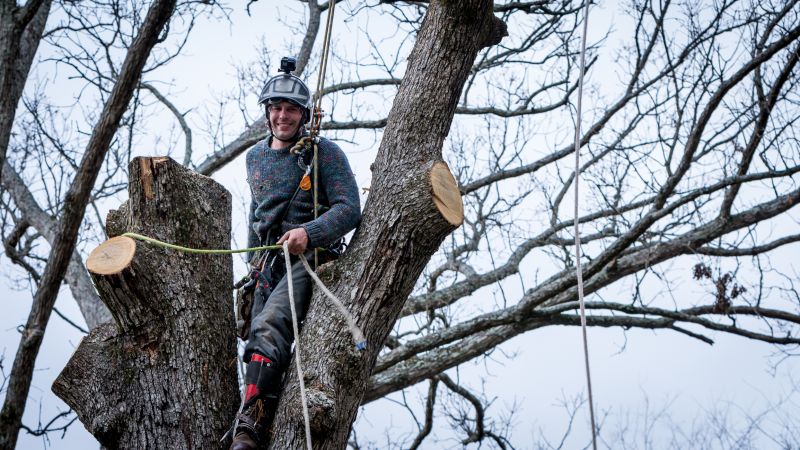 Arborist Service detail
