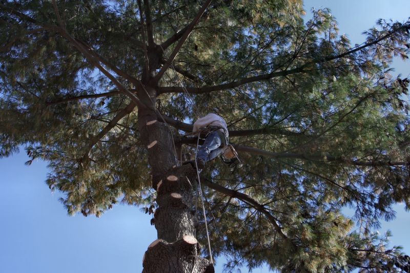 Arborist Service detail