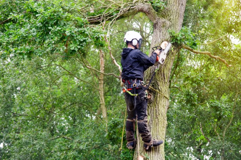 Local Arborist Service pros at work