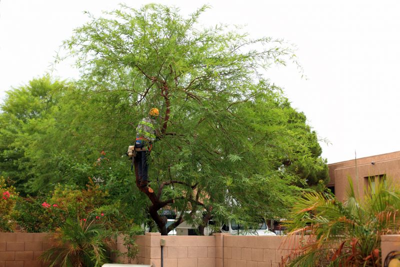 Contact About Arborist Service